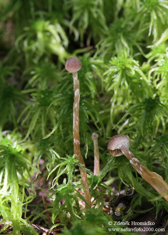 čepičatka močálová, Galerina paludosa (Houby, Fungi)